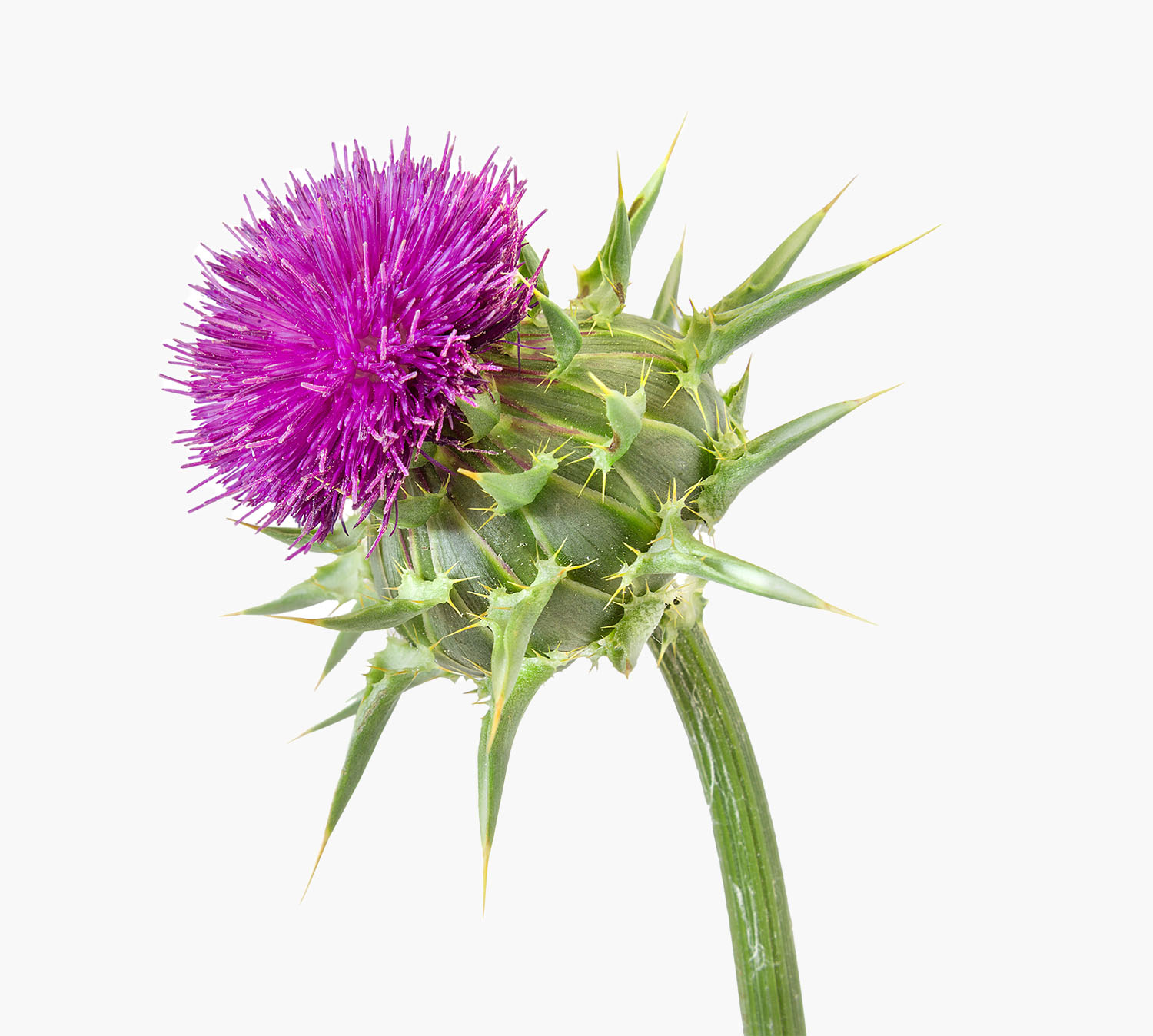 milk thistle detail